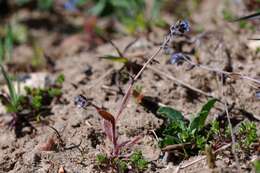 Image of forget-me-not