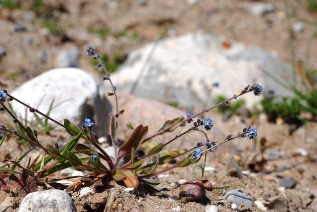 Image of forget-me-not