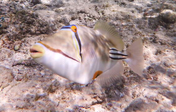 Imagem de Rhinecanthus aculeatus (Linnaeus 1758)