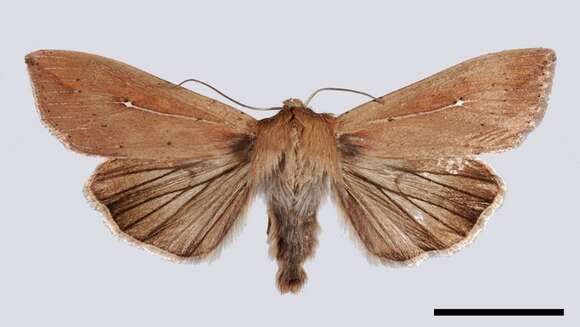 Image of <i>Mythimna unipuncta</i>