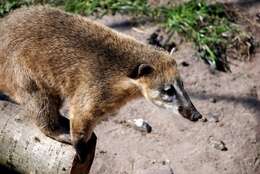 Image of Coati