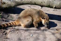 Image of Coati