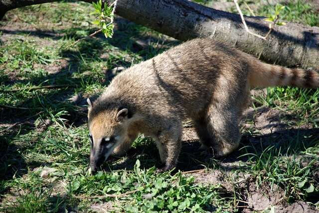 Image of Coati