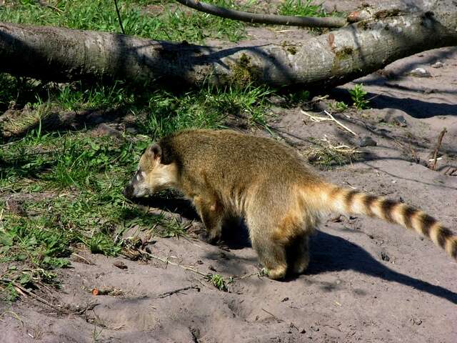 Image of Coati