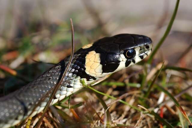 Image of Grass snakes