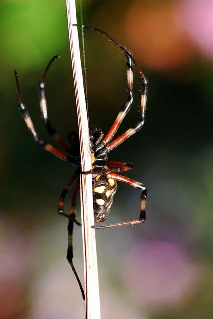 Image of orb weavers