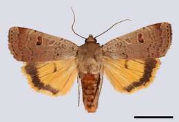 Image of Yellow Underwings