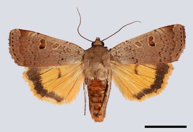 Image of Yellow Underwings