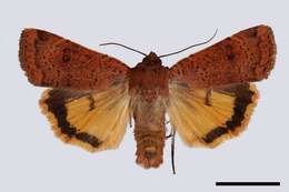 Image of Yellow Underwings