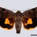 Image of langmaids yellow underwing