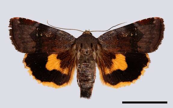 Image of langmaids yellow underwing