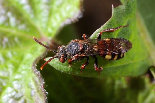 Image of Nomada ruficornis (Linnaeus 1758)