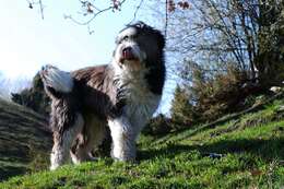 Imagem de Old English Sheepdog