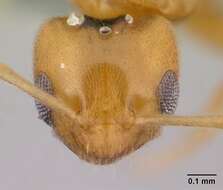 Image of Little yellow ant