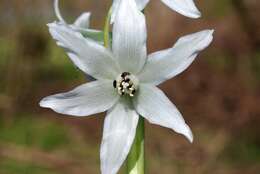 Image of Star-of-Bethlehem