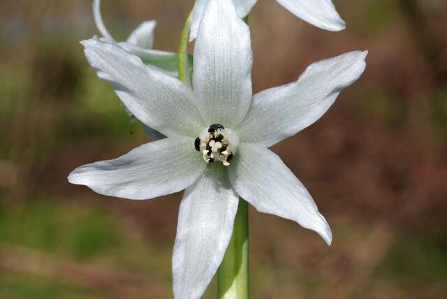 Image of Star-of-Bethlehem