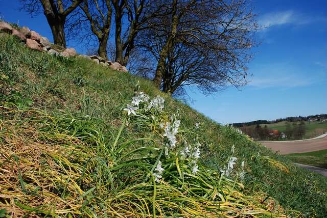 Image of Star-of-Bethlehem