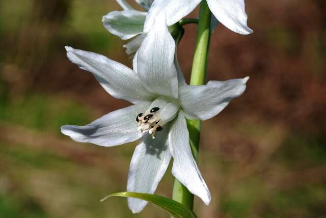 Image of Star-of-Bethlehem