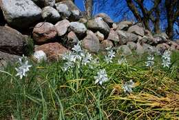 Image of Star-of-Bethlehem