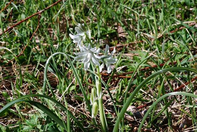 Image of Star-of-Bethlehem