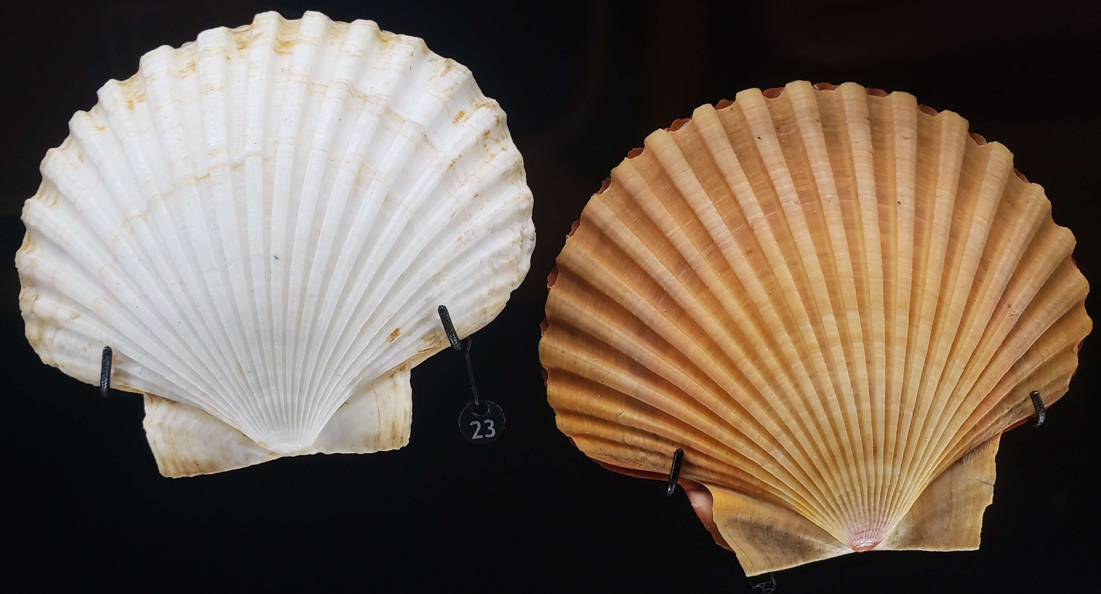 Image of Leopecten Masuda 1971