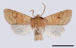 Image of blossom underwing