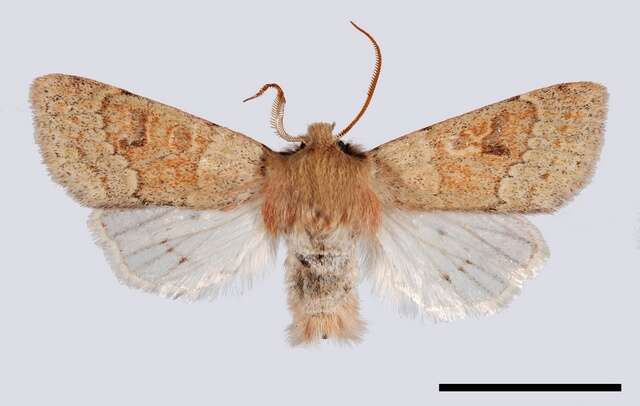 Image of blossom underwing