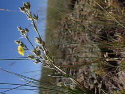 Image of woolly cinquefoil