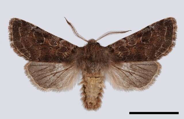 Orthosia populeti Fabricius 1781 resmi