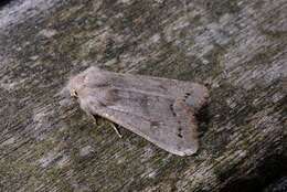 Orthosia populeti Fabricius 1781 resmi