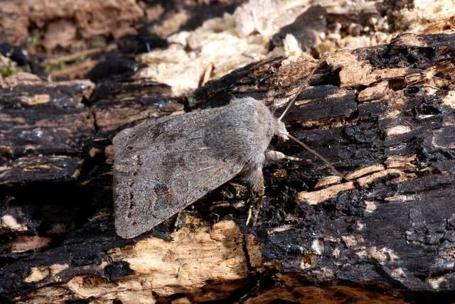 Orthosia populeti Fabricius 1781 resmi