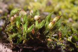 Image of orthotrichum moss