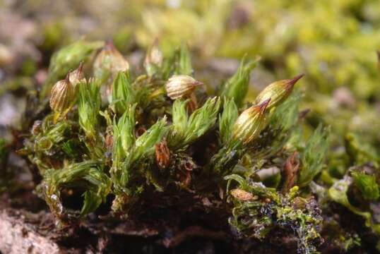 Image of orthotrichum moss