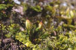 Image of orthotrichum moss