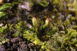 Image of orthotrichum moss