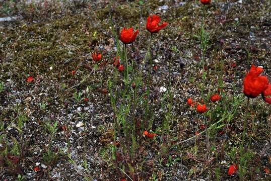 Papaver argemone L. resmi