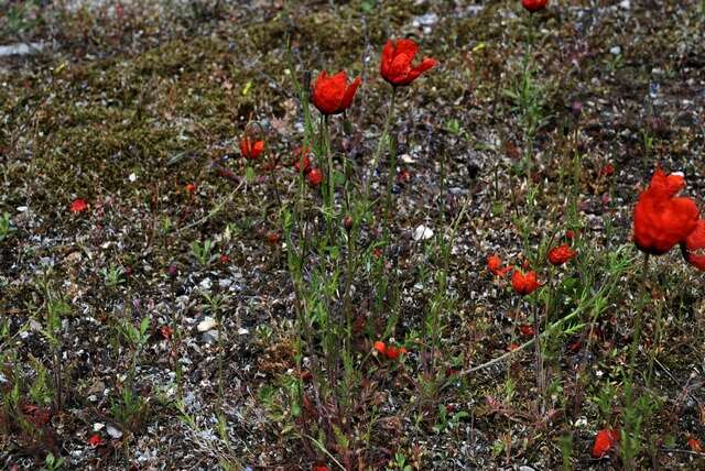 Image of Prickly Poppy