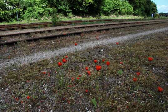 Papaver argemone L. resmi