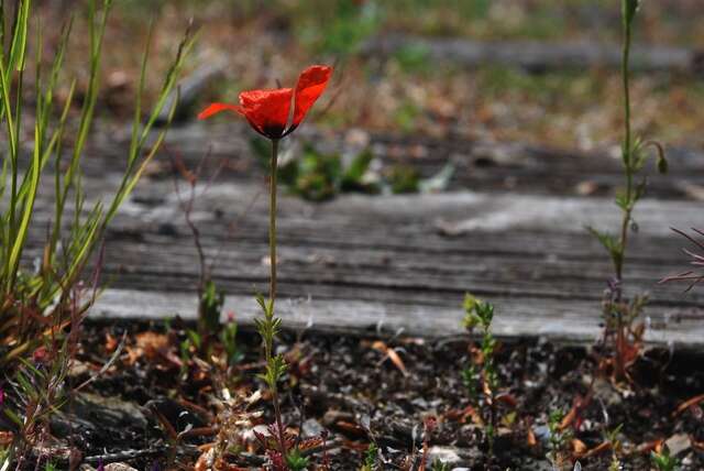 Papaver argemone L. resmi