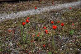 Image of Prickly Poppy