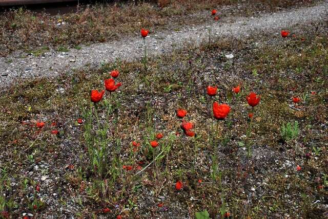 Image of Prickly Poppy