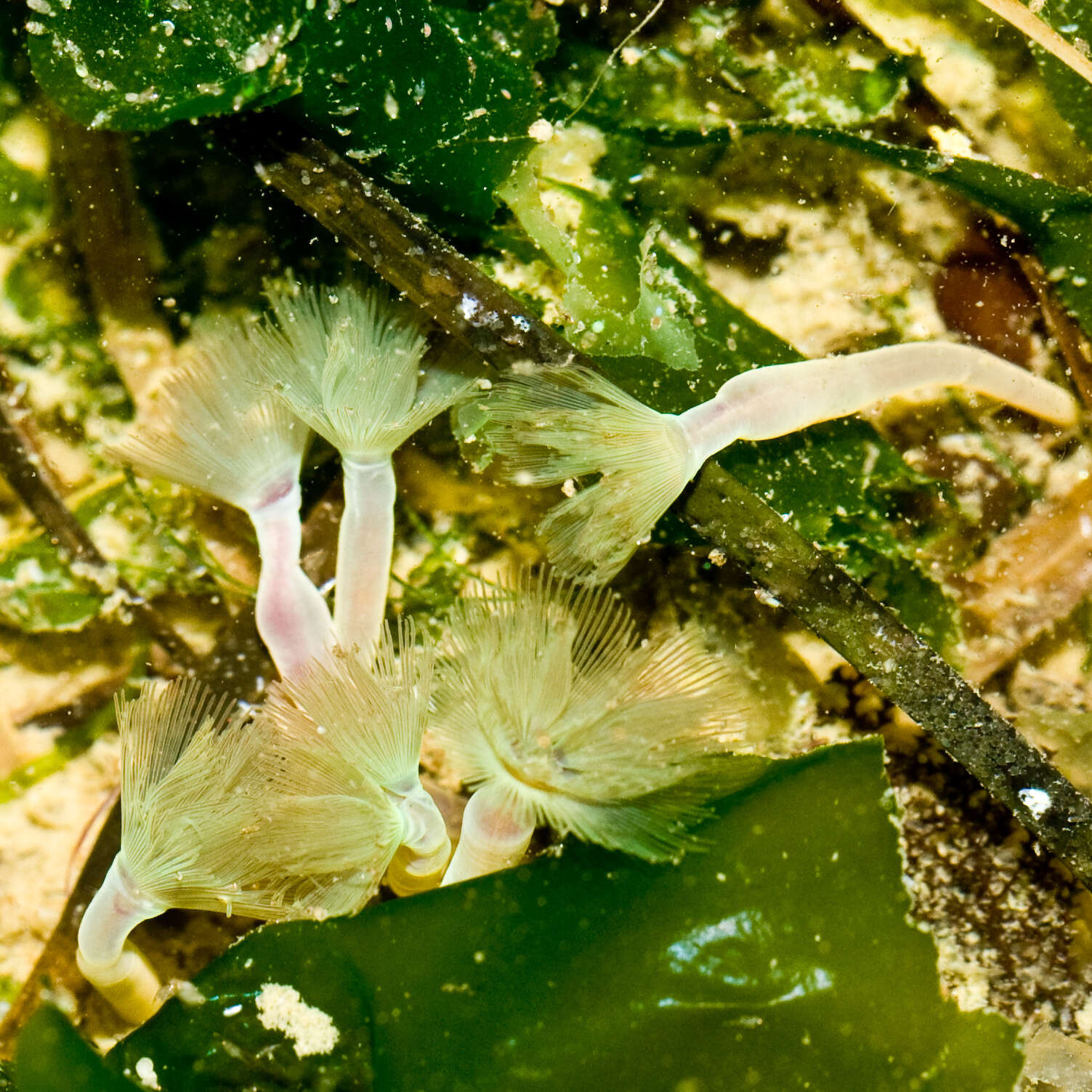 Imagem de Phoronopsis harmeri Pixell 1912