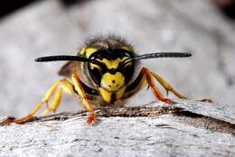 Image of Paravespula