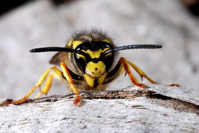 Image of Eumenidae