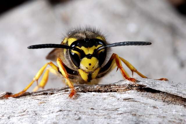 Image of Paravespula