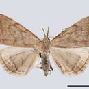 Image of Common fan-foot moth