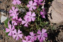 Image of longleaf phlox