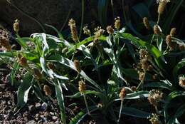 Image of Plantago argentea Chaix