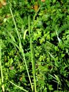 Image of broad-leaved meadow-grass