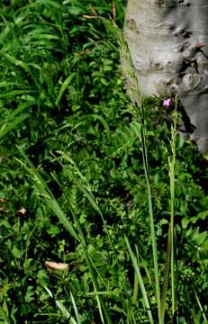 Image of broad-leaved meadow-grass